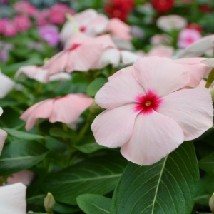 Photo of Calloways Nursery