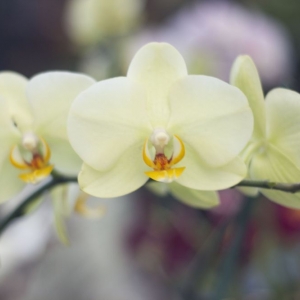 Photo of Calloways Nursery