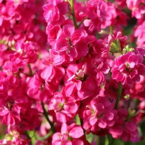 Photo of Calloways Nursery