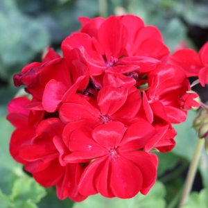 Photo of Calloways Nursery