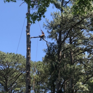 Photo of Craig's Quality Tree Service