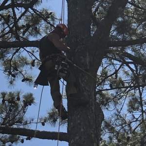 Photo of Craig's Quality Tree Service