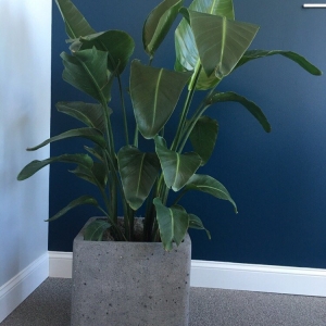 Photo of Southern Plant Designs
