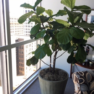 Photo of Southern Plant Designs