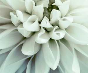 Photo of Southern Plant Designs