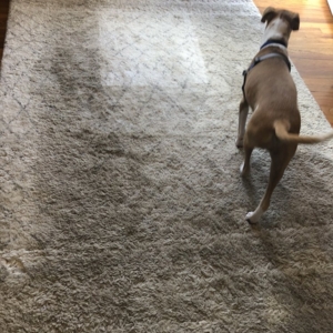 Photo of Bello Express Carpet Care