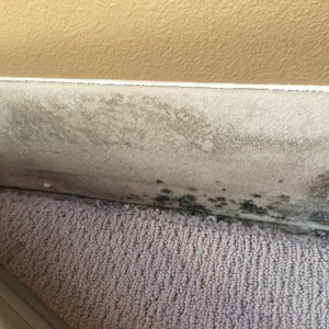 Photo of Mold Eliminators