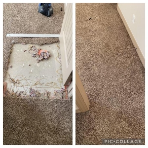 Photo of Green Solution organic carpet cleaning