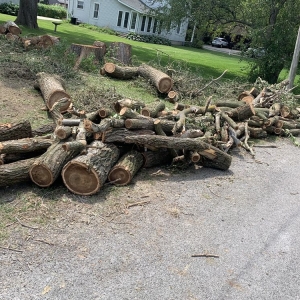 Photo of Mad About Trees