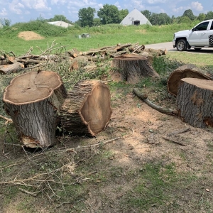 Photo of Mad About Trees