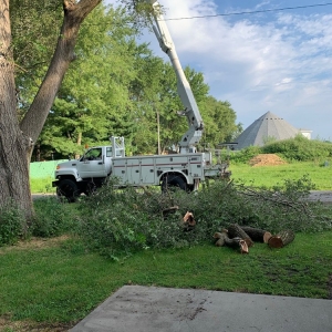 Photo of Mad About Trees