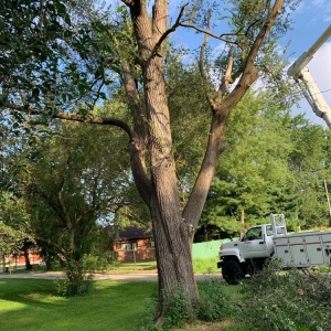Photo of Mad About Trees