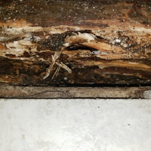 Photo of Discount Mold Removal of Henderson