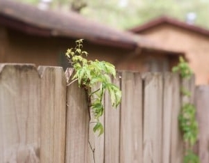 Photo of Austin Fence & Deck Builders - Installation & Replacement