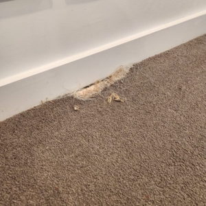 Photo of Carpet Care and Repair