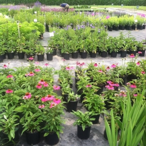 Photo of Elite Gardens By Natalee