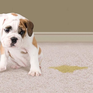 Photo of Carpet Cleaning Of Burleson