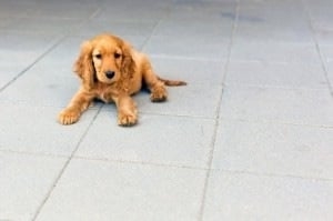 Photo of Carpet Cleaning Of Burleson
