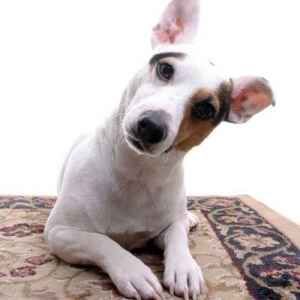 Photo of Carpet Cleaning Of Burleson