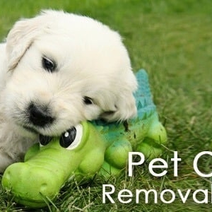 Photo of Carpet Cleaning Of Burleson