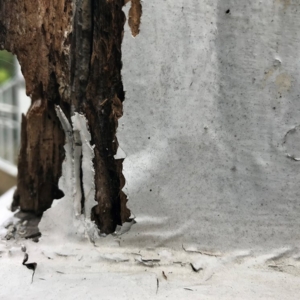 Photo of Timberwise - London