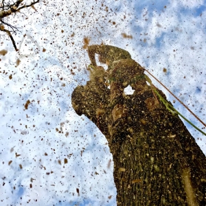Imperial Primetime Tree & Landscape Services