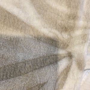 Photo of Daisy Carpet and Upholstery Cleaning