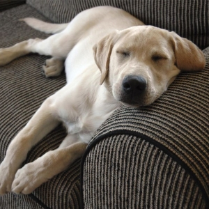 Photo of Daisy Carpet and Upholstery Cleaning