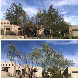 Photo of AZ Desert Tree Care