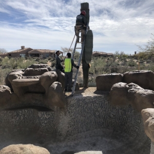 Photo of AZ Desert Tree Care