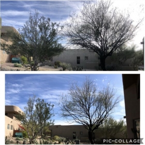 Photo of AZ Desert Tree Care