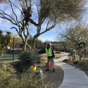 Photo of AZ Desert Tree Care