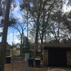 Jacksonville Pro Master Lawn & Tree