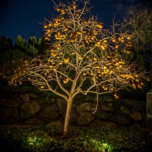 Photo of Moon Shadows Landscape Lighting