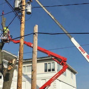 Photo of Marks Tree Trim & Removal