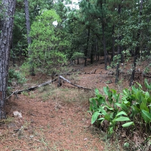 Photo of Cody's Irrigation and Landscape