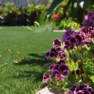 Photo of Grizzly Turf