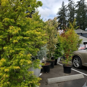 Photo of Dennis' 7 Dees Garden Center