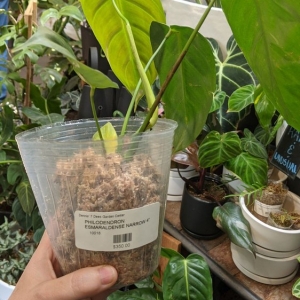 Photo of Dennis' 7 Dees Garden Center