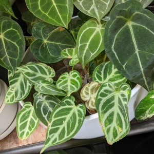 Photo of Dennis' 7 Dees Garden Center