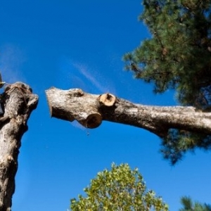 Photo of D&R Landscaping and Tree Service