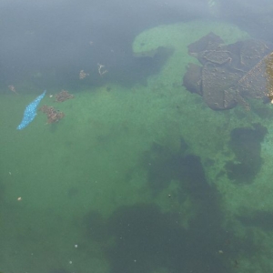 Photo of Swimmin Hole Service