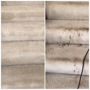 Photo of Carpet Elves