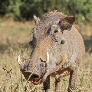 Photo of Wild World of Animals