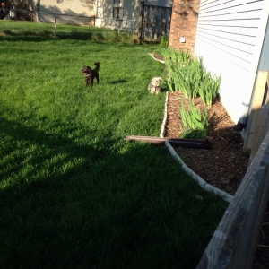 Photo of Total Lawn Care