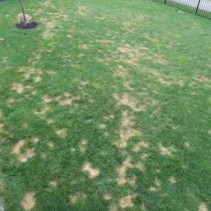 Photo of Total Lawn Care