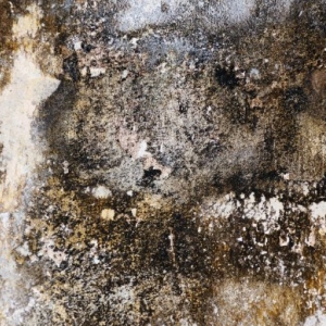 Photo of Atlanta Mold and Cleaning