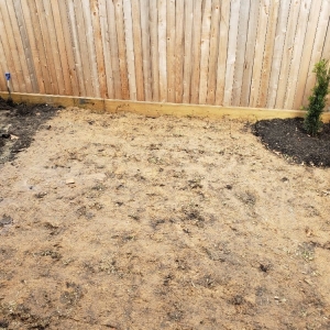 Photo of Tall Tex Turf