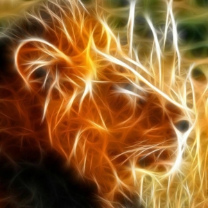 Photo of Lions Share Trading