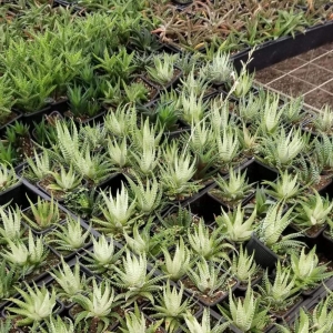 Photo of Serenity's Home & Garden